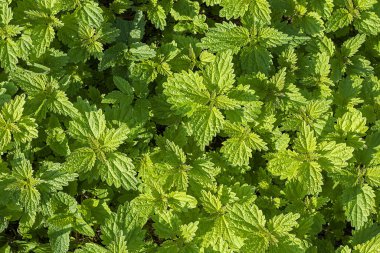 Arka planda ısırgan otu yaprakları