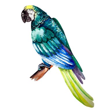 Mavi-yeşil suluboya papağan. Mavi-yeşil suluboya papağan. Tasarımınız için beyaz arkaplanda suluboya çizimi.