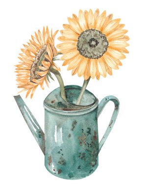 Bahçe sulama kutusunda sonbahar ayçiçekleri. Solan yaprakları ve çiçekleri olan sonbahar suluboya çizimleri, tasarım için sonbahar elementleri.