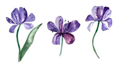  Suluboya yapraklarla boyanmış laleler. Beyaz bir arkaplanda resim.