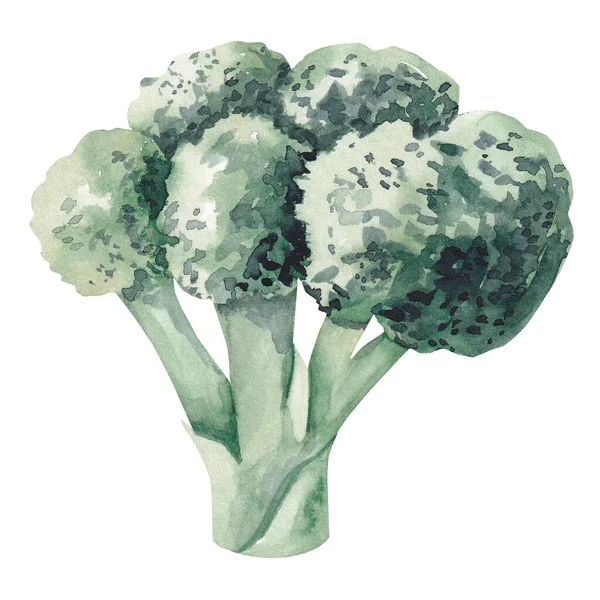 Aquarelbroccoli Een Witte Achtergrond — Stockfoto