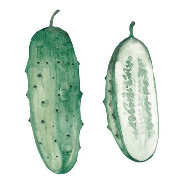 Ürün tasarımı için elle çizilmiş beyaz bir arkaplanda suluboya salatalık