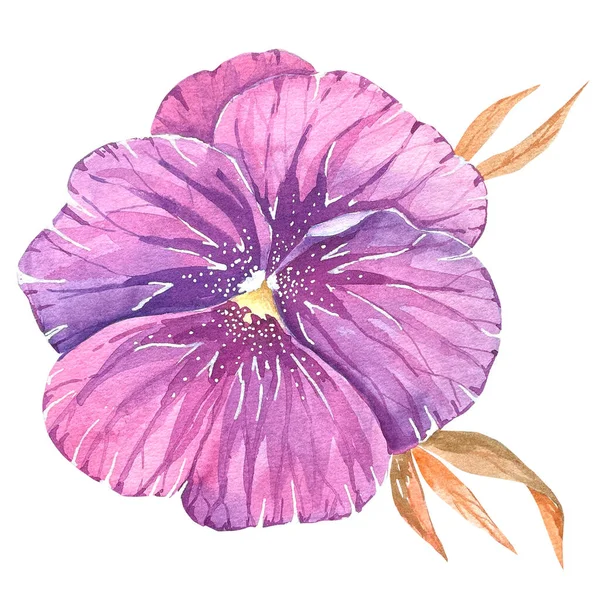 Disegno Acquerello Fiore Viola Viole Del Pensiero Uno Sfondo Bianco — Foto Stock