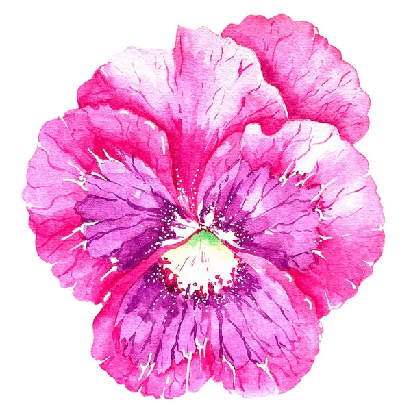 Akvarell Ritning Rosa Penséer Blomma Vit Bakgrund För Produktdesign — Stockfoto