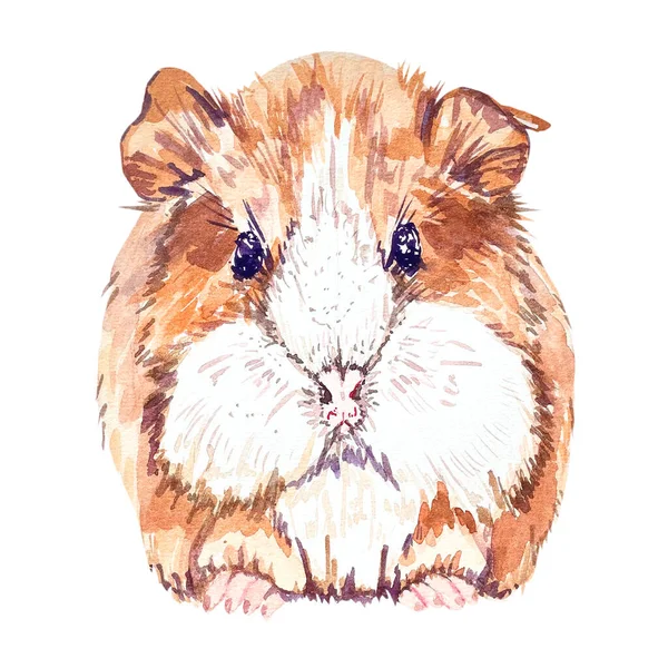 Watercolor Guinea Pig White Background Product Design — Stock Photo, Image