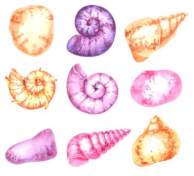 Elle boyanmış suluboya deniz kabukları altın rengi, mor ve pembe ürün tasarımı için.