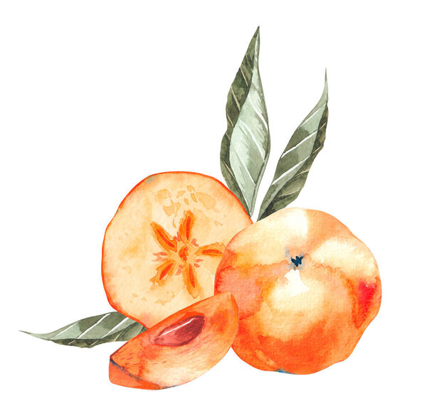 Watercolor persimmon with leaves on a white background