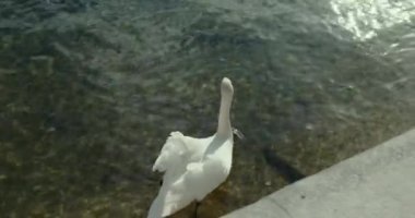 Gölde dış gün kuğusu