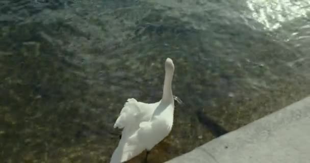 Cygne Jour Dans Lac — Video