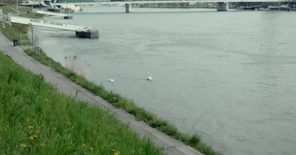 Pareja Cisnes Río Rin Inclinación Sobre Puente Dreirosenbrcke — Vídeos de Stock