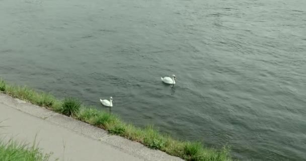 Par Cisnes Rio Reno Nadando Perto Das Margens — Vídeo de Stock