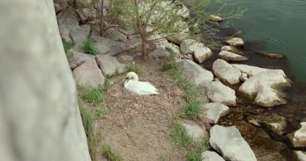 Swan Hatching Eggs Banks Rhine River Part Two — Stock Video