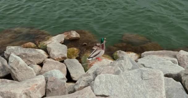 Par Ankor Som Simmar Floden Rhine Gräsänder — Stockvideo