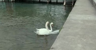 Ren nehrinde bir çift kuğu ikinci bir su borusuyla oynuyor.
