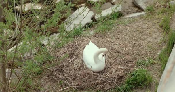 天鹅在莱茵河岸边孵蛋的前景 — 图库视频影像