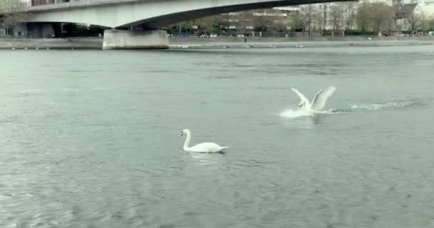 Twee Zwanen Rhine Rivier Zwemmen Een Van Twee Komt Vliegend — Stockvideo