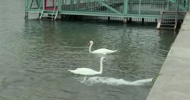 Coppia Cigni Nel Fiume Reno Che Giocano Con Uno Scarico — Video Stock