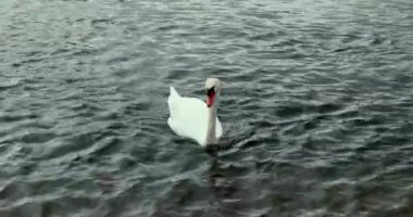 Ren Nehri 'nde kuğu ön planda.