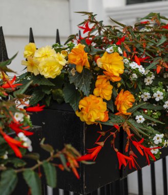 Londra - 07 01: 2022: Westbourne Gardens boyunca Tuberous Begonias saksıları