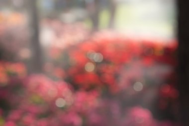 bokeh arka planını yeşillik