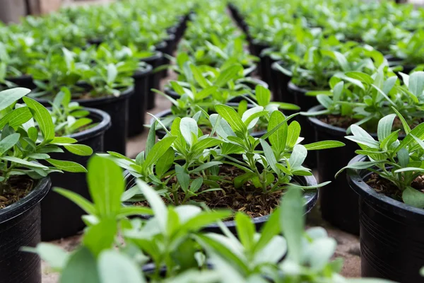 Plantas que crescem em viveiro — Fotografia de Stock