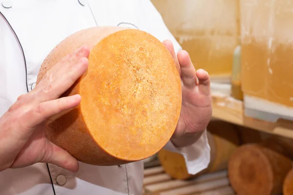 Şef tipik bir İtalyan / Fransız peyniri tutuyor. Sağlıklı peynir işçiliği konsepti. biyolojik ve gerçek