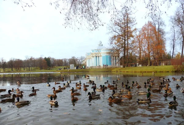 Wild Ducks Autumn Tsarskoe Selo — Zdjęcie stockowe