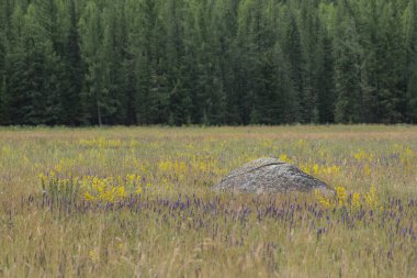 Dağlardaki ağaçlar, altai, Sibirya, Rusya