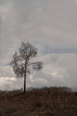 Sibirya Yaz Manzarası, Rusya