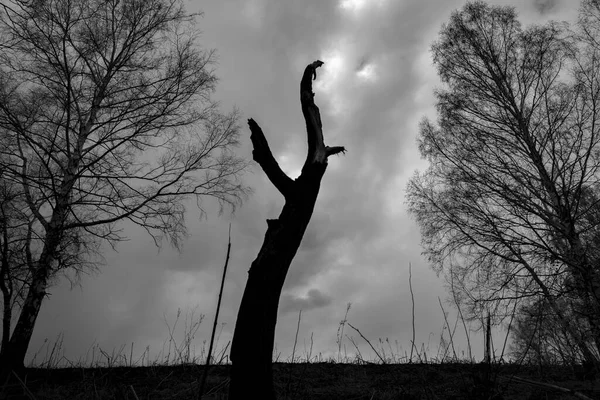 Verões Siberianos Vistas Rússia — Fotografia de Stock