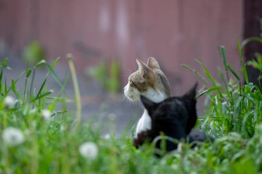 İki küçük kedi, sevimli.