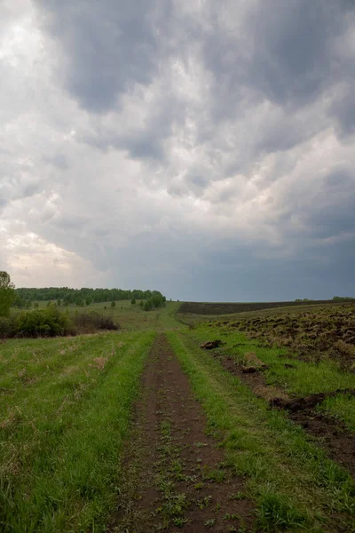 Campo Estivo Siberiano Russia — Foto Stock