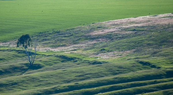 Zomers Siberische Landschappen Een Prachtig Uitzicht — Stockfoto