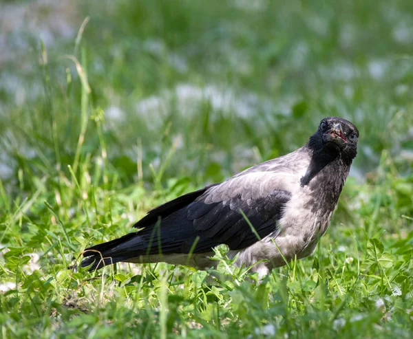 Eine Krähe Einem Park — Stockfoto