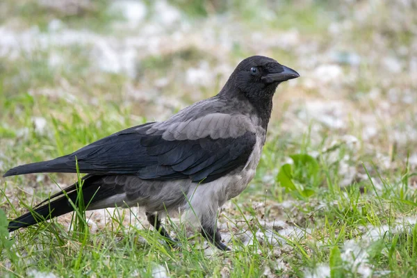 Eine Krähe Einem Park — Stockfoto