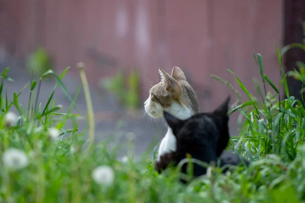 Dois Gatos Pequenos Fofos — Fotografia de Stock