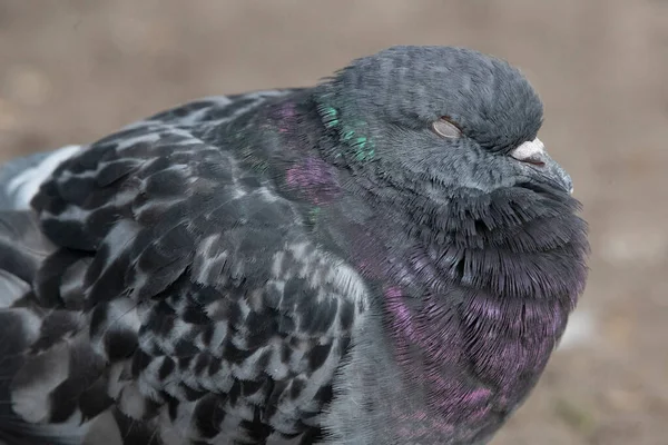 Pigeon Sibérie Russie — Photo