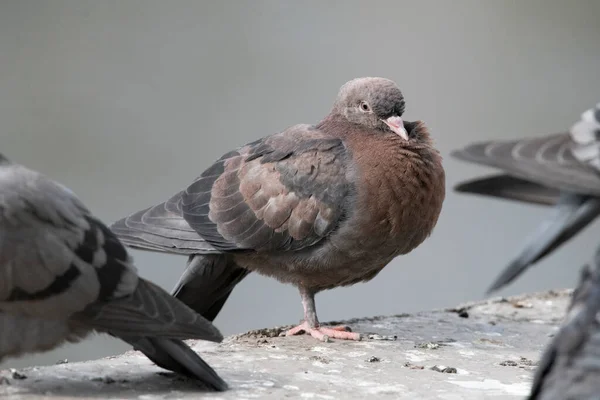 Pombo Sibéria Rússia — Fotografia de Stock