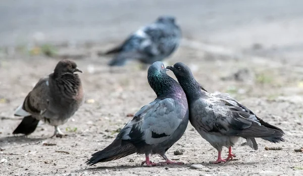 Eine Taube Sibirien Russland — Stockfoto