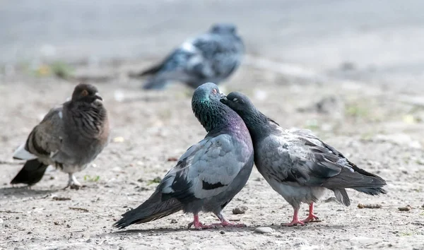 Pombo Sibéria Rússia — Fotografia de Stock