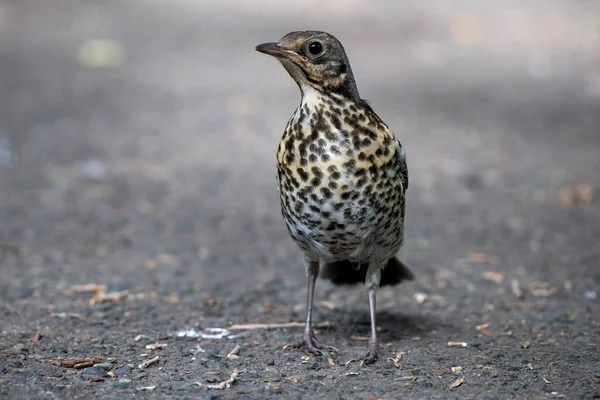 ロシアのシベリアの鳥です — ストック写真