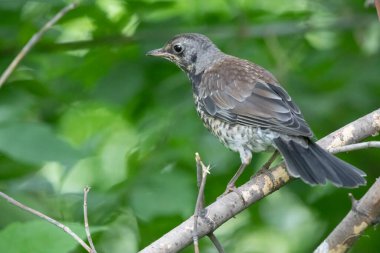 Bir kuş, Sibirya, Rusya