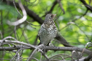 Çimlerin üzerinde küçük bir kuş