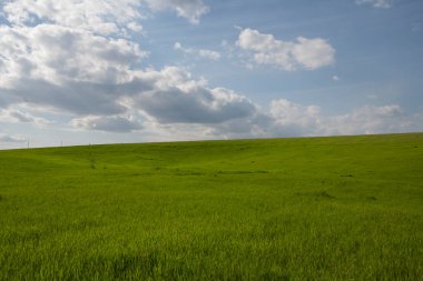 Sibirya yaz tarlası, Rusya