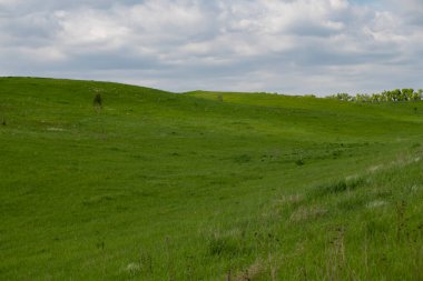 Sibirya yaz tarlası, Rusya