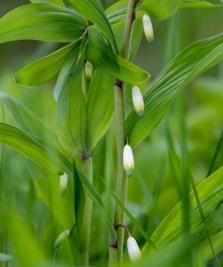 Bitkiler ve Çiçekler, Sibirya, Rusya