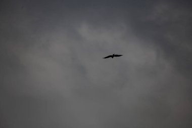 Uçuştaki kartallar