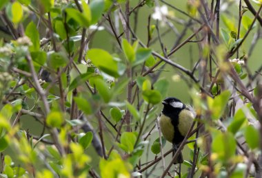 Bir kuş, Sibirya, Rusya