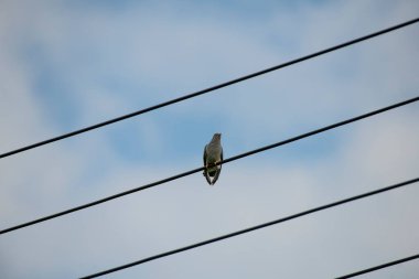 Bir kuş, Sibirya, Rusya