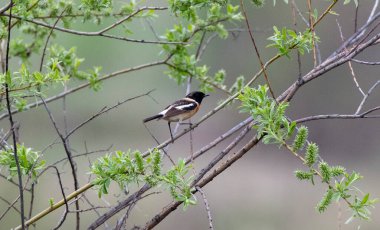 Bir kuş, Sibirya, Rusya